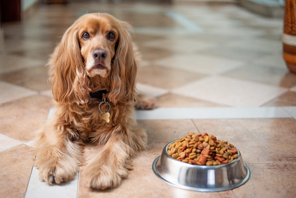How To Choose Healthy And Nutritious Pet Food